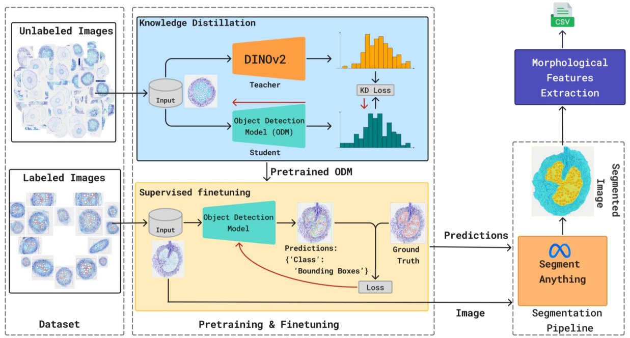 New COMPAG Publication Introduces XylemVision for Data-Efficient Root Anatomy Analysis